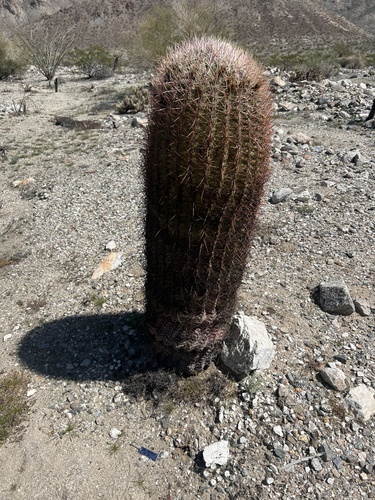iNaturalist observation photo of California Barrel Cactus
