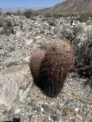 iNaturalist observation photo of California Barrel Cactus