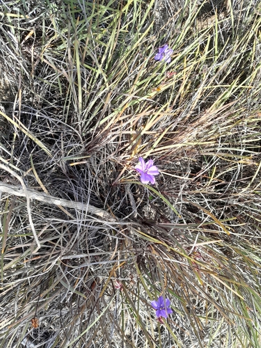 Aristea dichotoma (Aristea dichotoma)