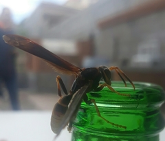 Polistes comanchus navajoe