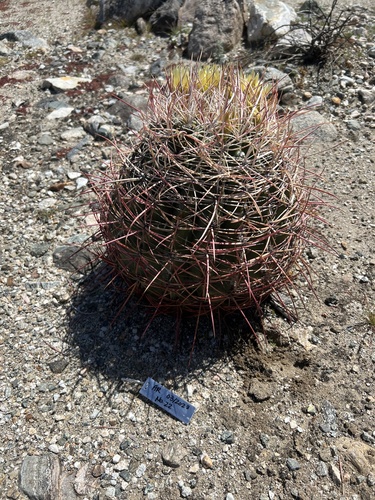 iNaturalist observation photo of California Barrel Cactus