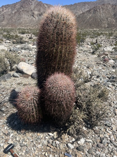iNaturalist observation photo of California Barrel Cactus