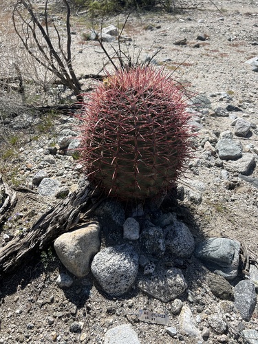 iNaturalist observation photo of California Barrel Cactus
