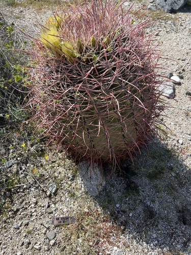 iNaturalist observation photo of California Barrel Cactus