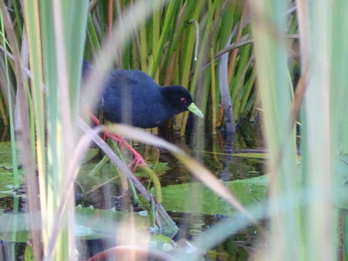 Black Crake (Zapornia flavirostra), photo 8
