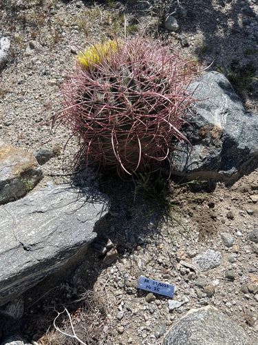 iNaturalist observation photo of California Barrel Cactus