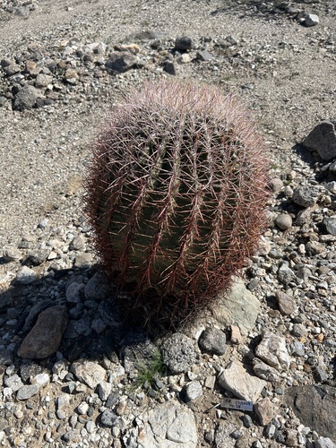 iNaturalist observation photo of California Barrel Cactus