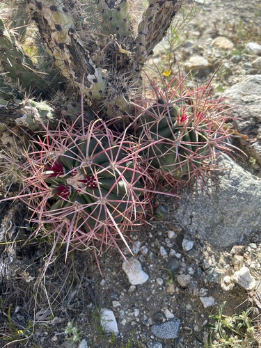 iNaturalist observation photo of California Barrel Cactus