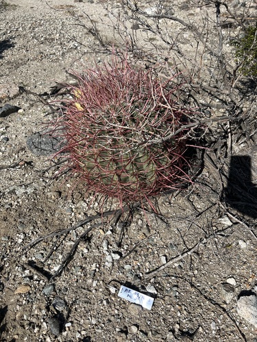 iNaturalist observation photo of California Barrel Cactus