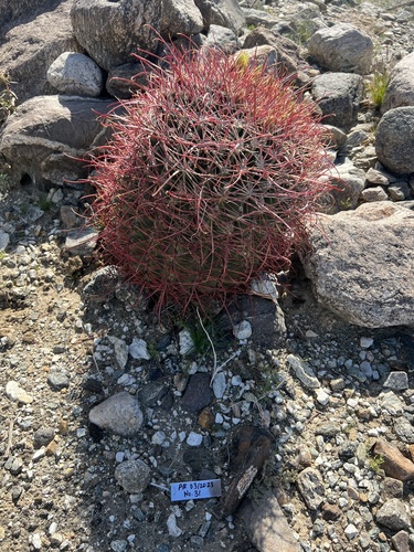 iNaturalist observation photo of California Barrel Cactus