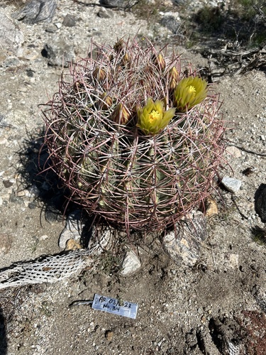 iNaturalist observation photo of California Barrel Cactus