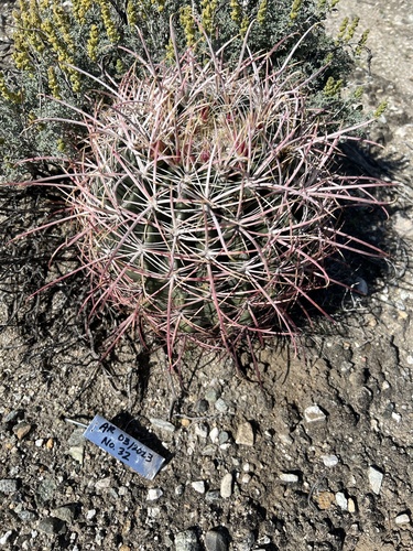 iNaturalist observation photo of California Barrel Cactus
