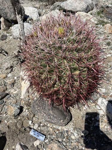 iNaturalist observation photo of California Barrel Cactus