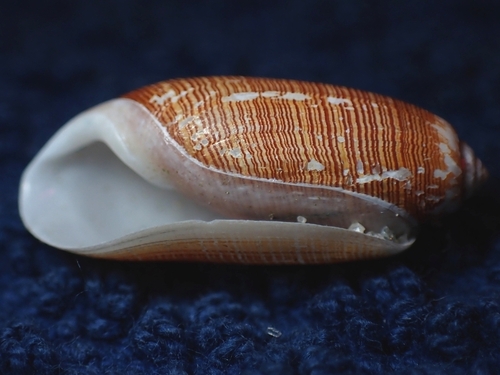 Acteocina culcitella, 2023-02-21