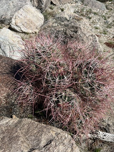 iNaturalist observation photo of California Barrel Cactus