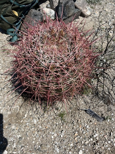 iNaturalist observation photo of California Barrel Cactus