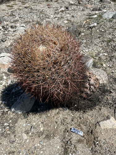 iNaturalist observation photo of California Barrel Cactus