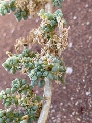Image of Trianthema hereroensis