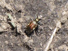 Cicindela scutellaris lecontei