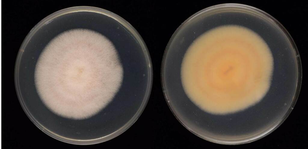 Fusarium andiyazi