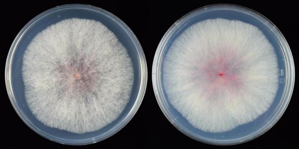Fusarium asiaticum