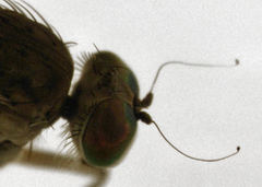 Helichochaetus discifer