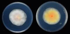 Podridão-de-Fusarium (Fusarium moniliforme)
