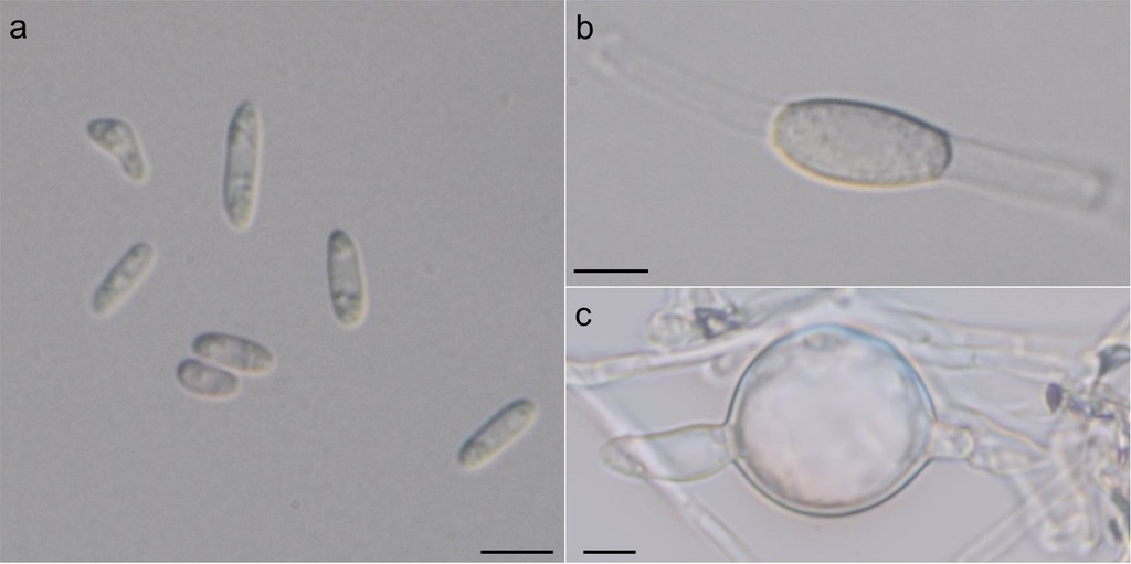 Fusarium longipes