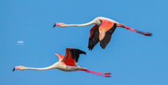 Phoenicopterus roseus