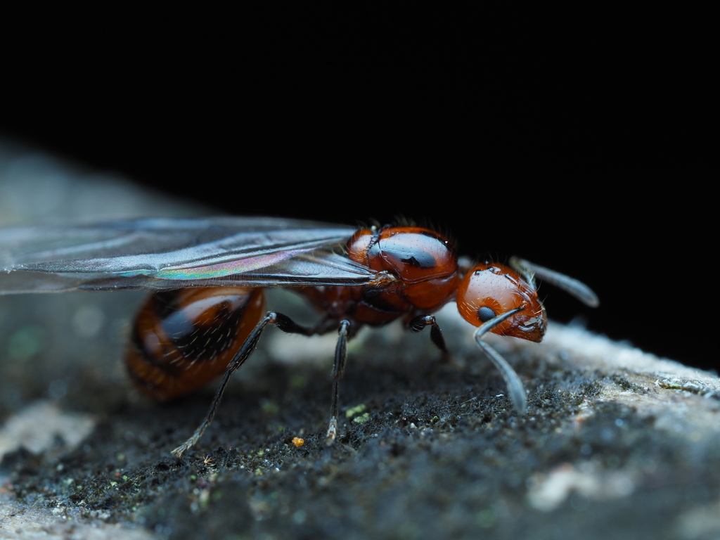 Monomorium monomorium