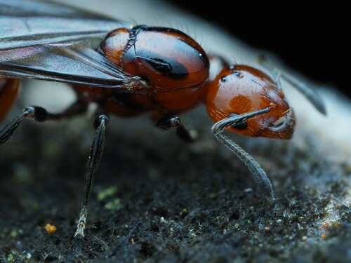 Southern Ant photo 6