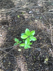 Pittosporum crassifolium