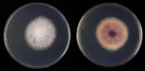 Murcha-de-Fusarium (Fusarium oxysporum)
