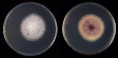 Murcha-de-fusarium (Fusarium oxysporum f.sp. melonis)