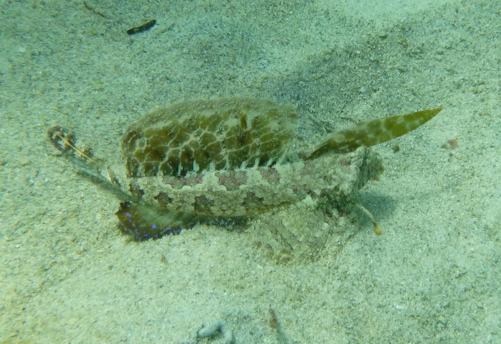 Finger Dragonet