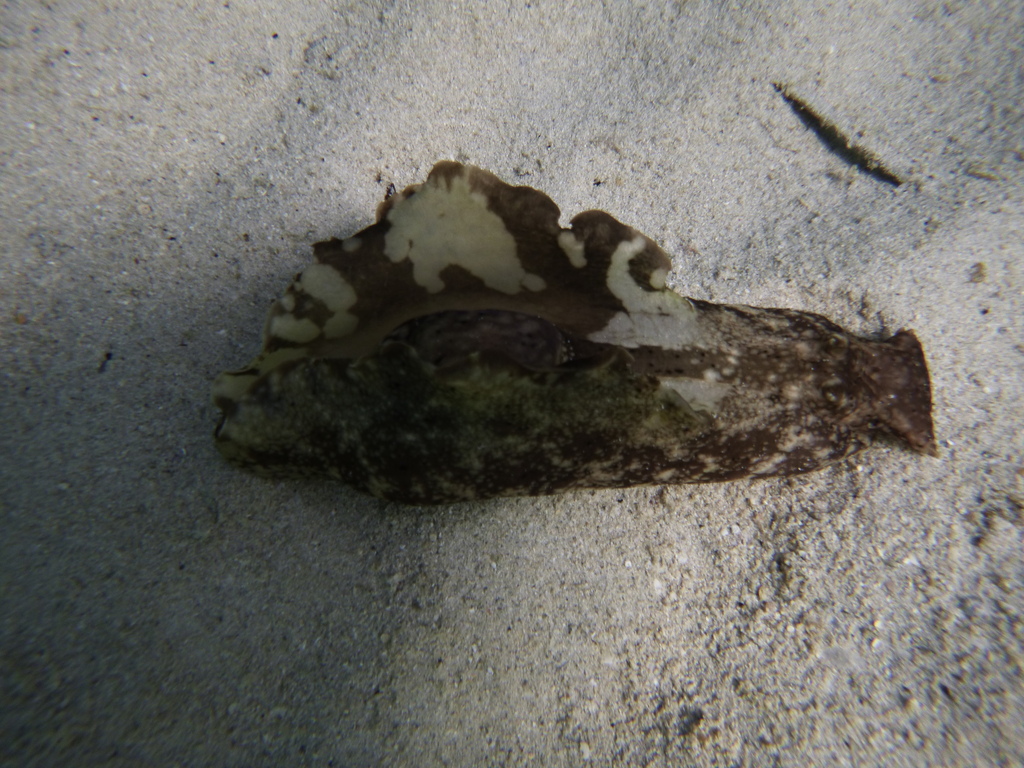 Reticulated sea hare
