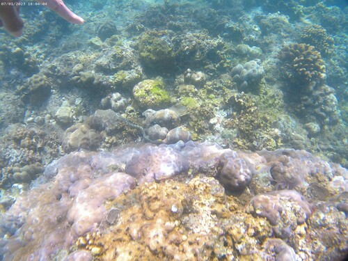 Snowflake Moray (Echidna nebulosa)