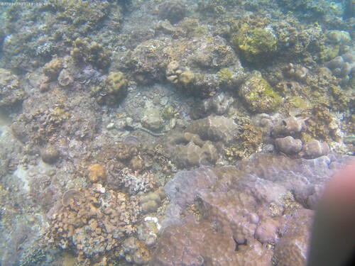 Snowflake Moray (Echidna nebulosa)