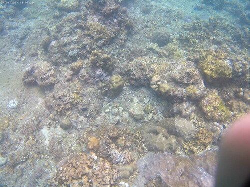 Snowflake Moray (Echidna nebulosa)