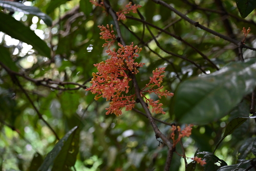 Saraca declinata observed 2023-03-29