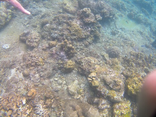 Snowflake Moray (Echidna nebulosa)
