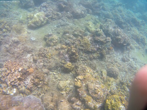 Snowflake Moray (Echidna nebulosa)