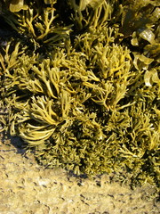 Pelvetia canaliculata
