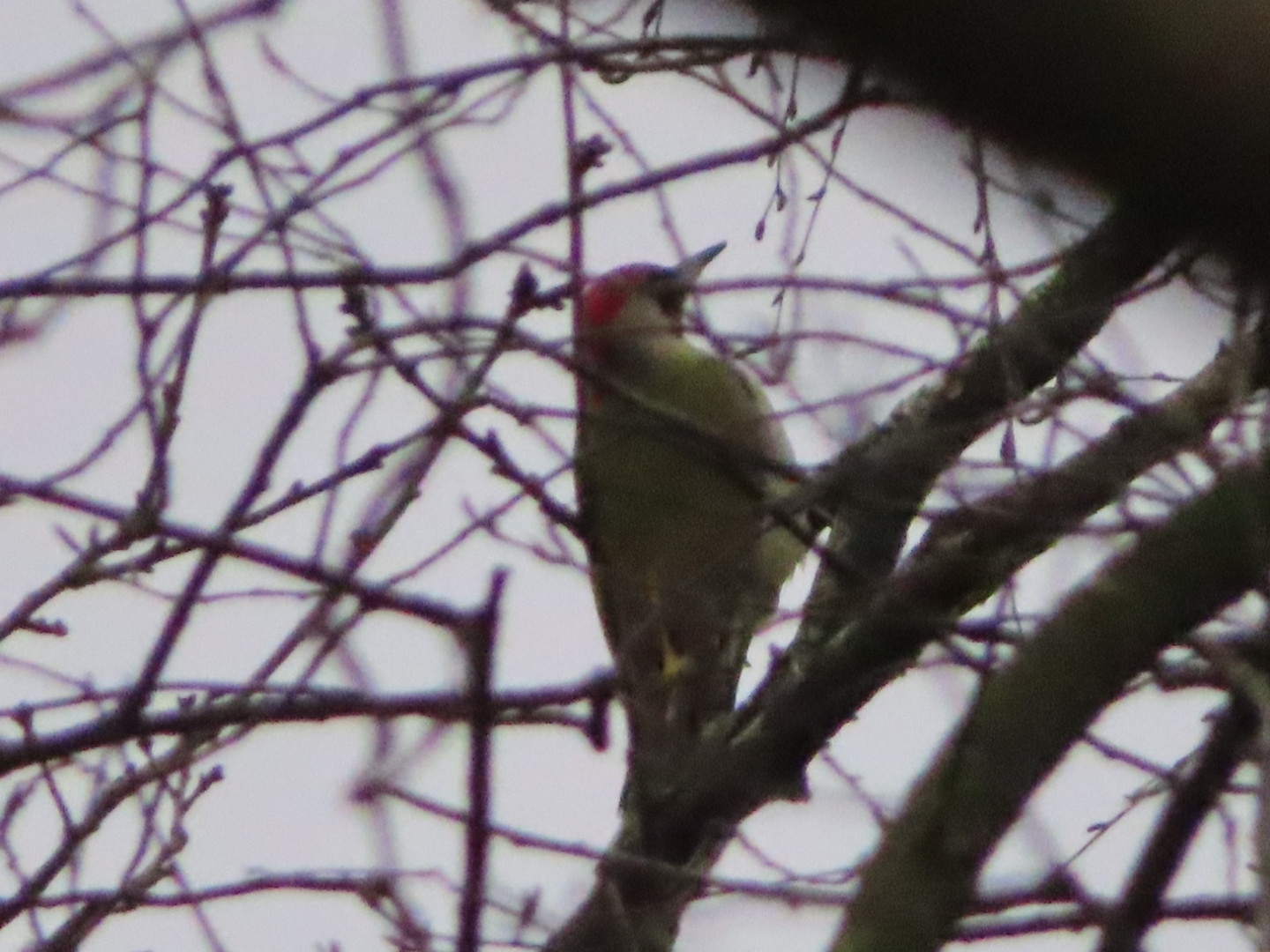 European Green Woodpecker