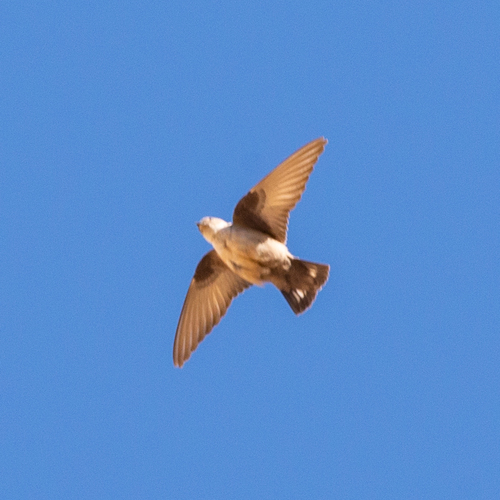 Avión roquero (Ptyonoprogne rupestris)