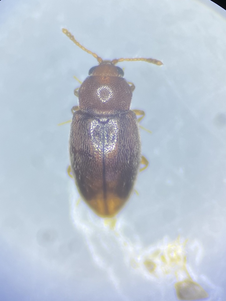 Atomaria zetterstedti