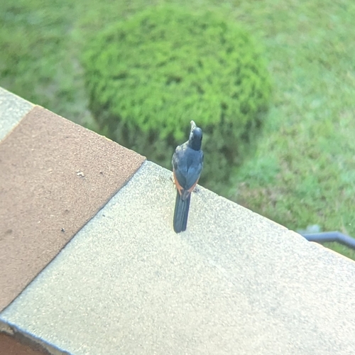 Neumann's Starling (Onychognathus neumanni), photo 3