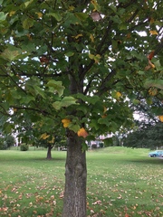 Liriodendron tulipifera