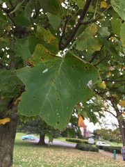 Liriodendron tulipifera