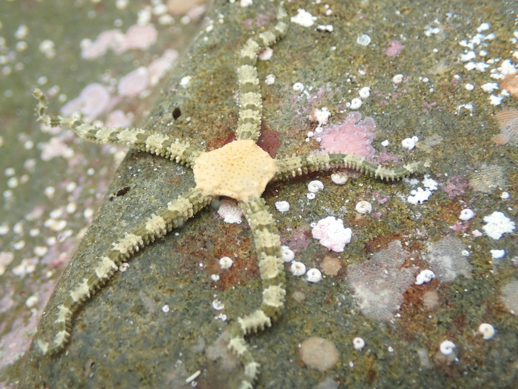 Ophiomyxa australis